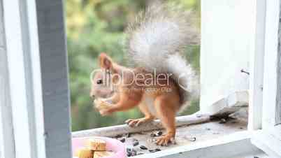 Squirrel eat nuts