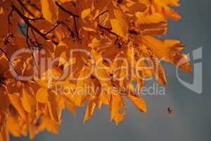 Herbstfärbung Buche