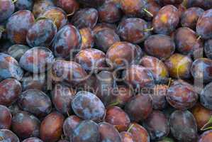 Pflaume, Zwetschge (Prunus domestica) - Plum