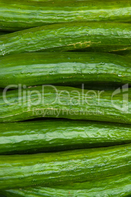 Gurke (Cucumis sativus) - Cucumber