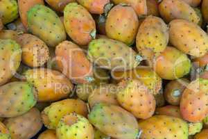 Feigenkaktus (Opuntia ficus-indica) - Indian Fig Opuntia, tuna fruit