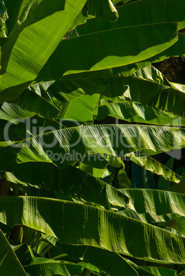Bananenblätter - Banana leafs