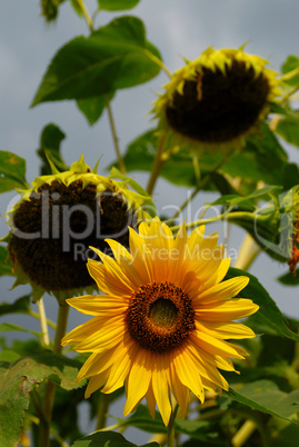 Sunflowers