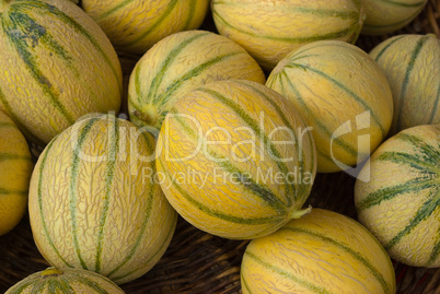 Charentais Melone - Cantaloupe