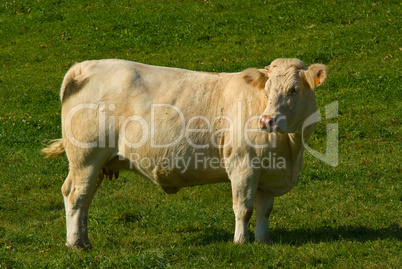 Charolais Rind - Charolais cattles