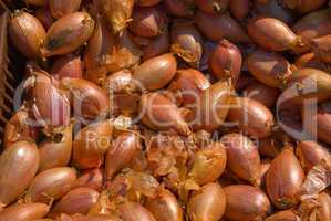 Zwiebel (Allium cepa), Onion