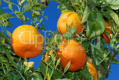 Orangen am Baum