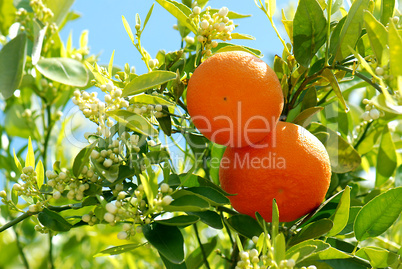 2 Orangen am Baum