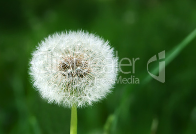 Taraxacum officinale