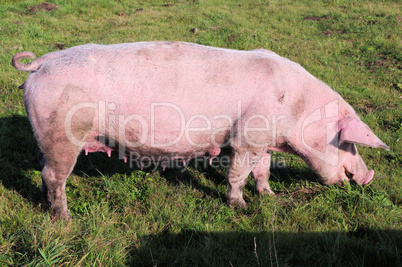 Mutterschwein auf grüner Wiese