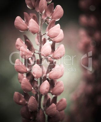 Vintage lupins flowers.