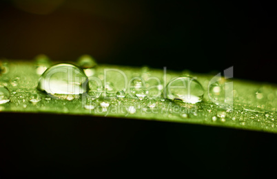 Rain drops on grass leaf at autumn season