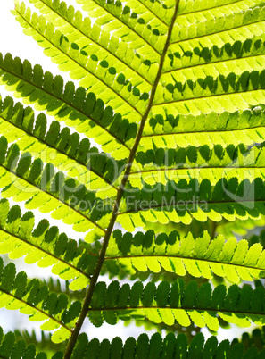 Macro of fern leaf