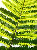 Macro of fern leaf
