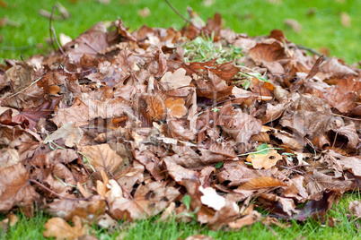 Blätter im Herbst