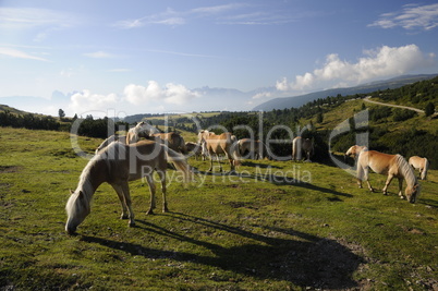 Haflinger auf der Villanderer Alpe