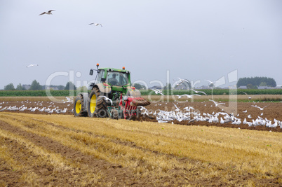 Tractor and seagulls