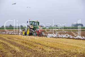 Tractor and seagulls