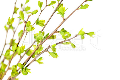 Branches with green spring leaves