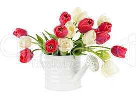 Red and white tulips