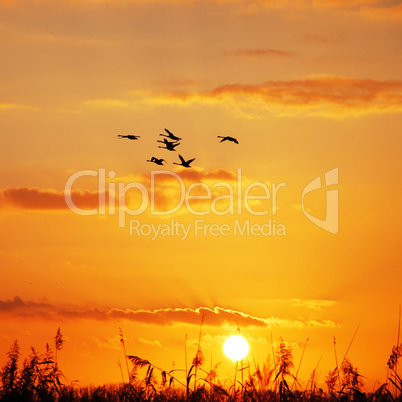 wild geese sunset