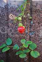 Die Erdbeerpflanze im Kübel