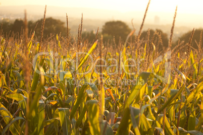 Maisfeld im Sonnenschein