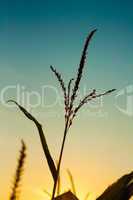 Maispflanze gegen die Sonne