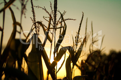 Maispflanze gegen die Sonne