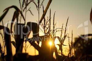 Maispflanze gegen die Sonne