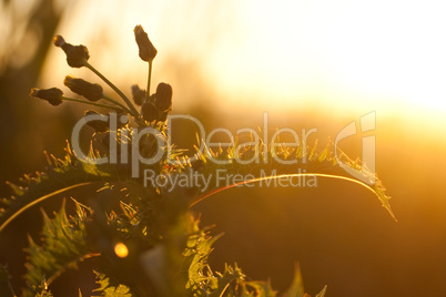 Distel in der Abendsonne