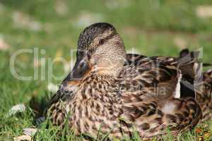 Female duck mallard