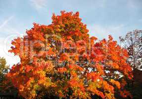 Herbstbaum HWP