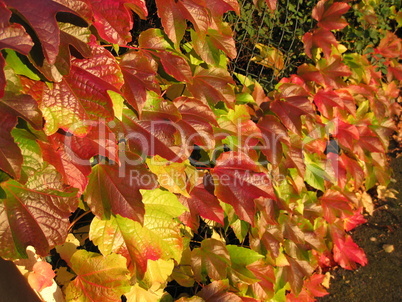 Herbstblätter HWP