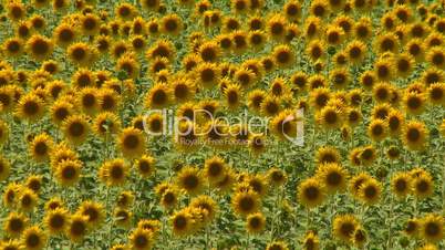 Sunflower field swaying in the wind