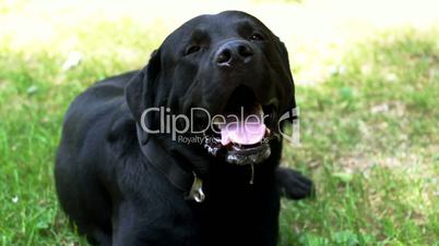 Close up of black labrador dog.