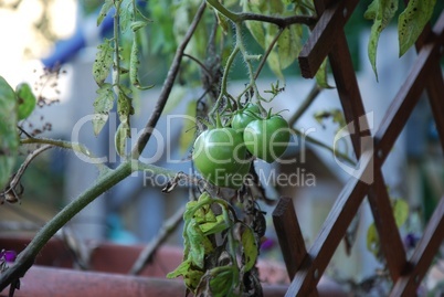 Schlechte Bedingungen für Tomaten