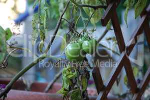 Schlechte Bedingungen für Tomaten