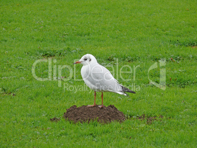 Möwe auf Maulwurfshügel