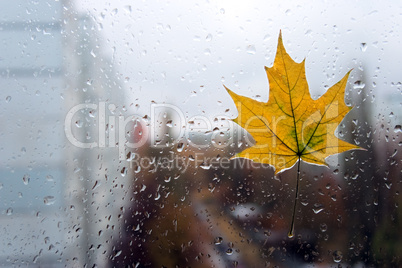 Closeup maple leaf on a glass