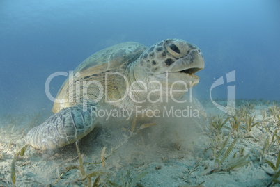 Green turtle on a bed of seagrass.