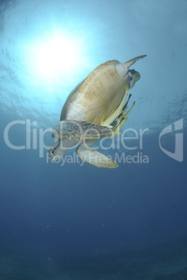 Green sea turtle swimming down from the ocean surface.