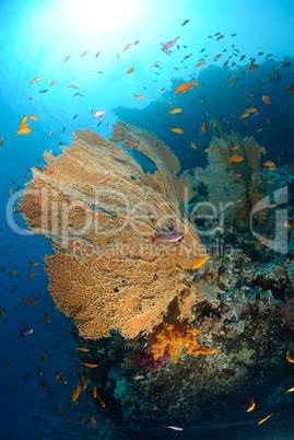 Giant Sea fan