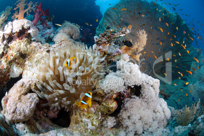 Pristine Tropical coral reef