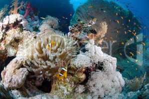 Pristine Tropical coral reef