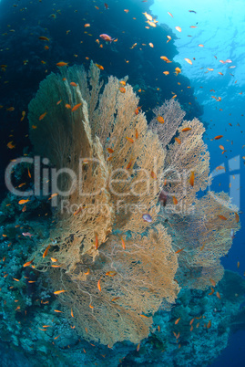 Giant Sea fan