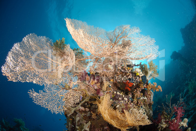 Giant georgonian fan coral