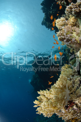 Colourful tropical reef