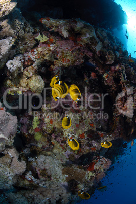 Colourful tropical reef