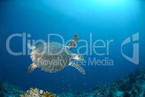 Top view of an adult Hawksbill turtle